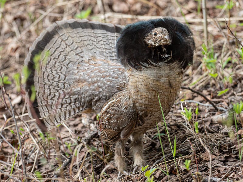 Ruffed Grouse with Mating Plumage Stock Image Image of ruffed, nature