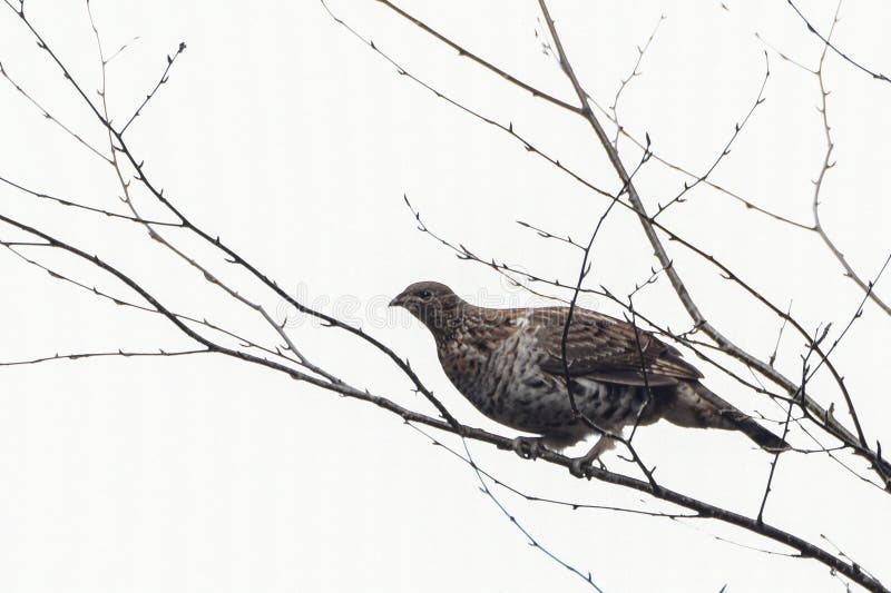 Ruffed grouse perched on branch royalty free stock photos