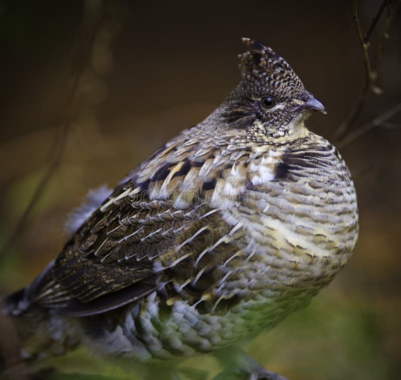Ruffed grouse perdrix stock images