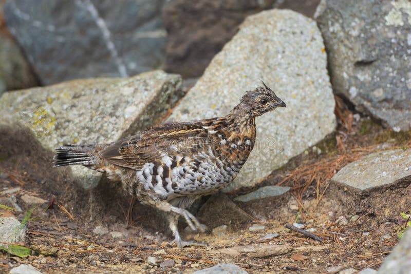 Ruffed Grouse Rustling Through the Forest royalty free stock photos