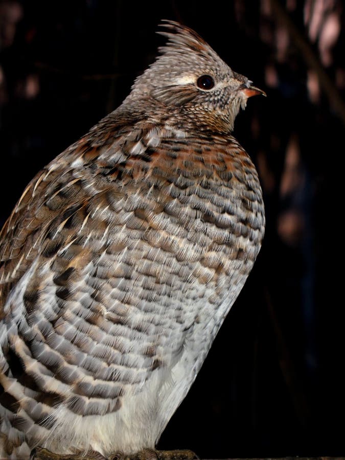 Ruffed Grouse Sitting stock photos