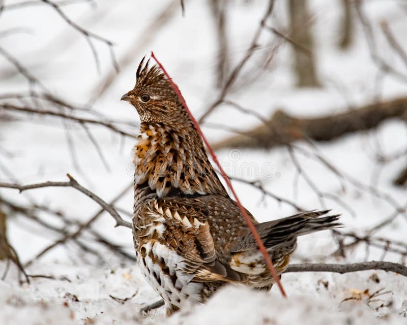 Ruffed grouse in snow royalty free stock image