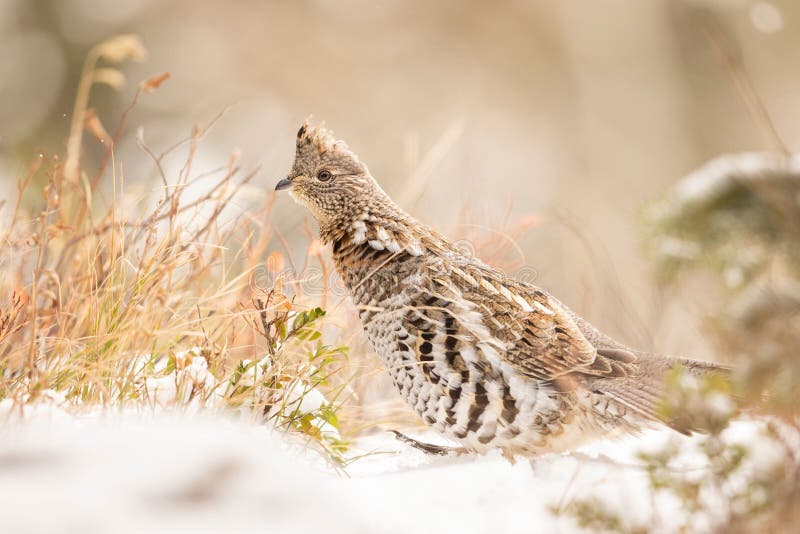 Ruffed grouse in snowy landscape stock photo