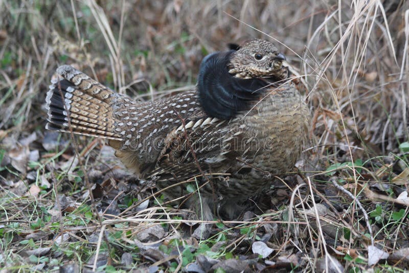 Ruffed grouse 10 royalty free stock photography