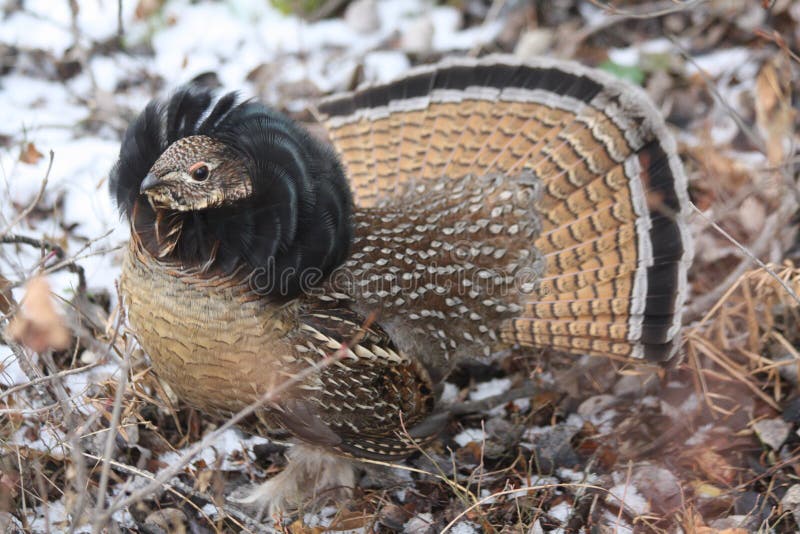 Ruffed grouse 16 stock image