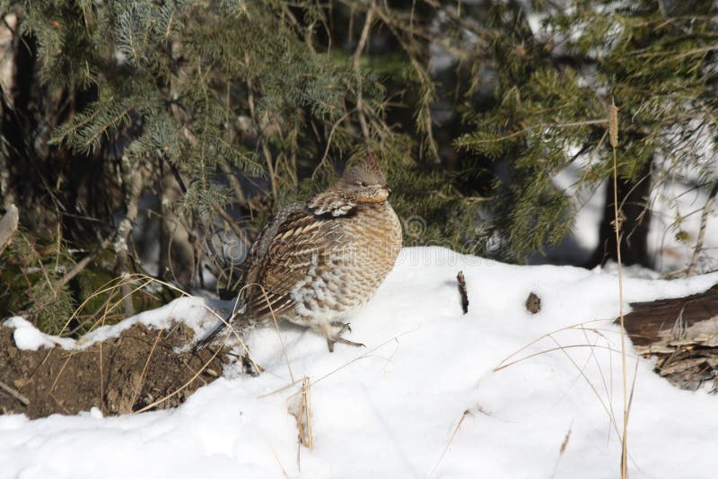 Ruffed grouse a royalty free stock image