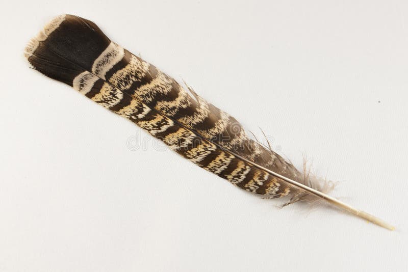 Ruffed grouse tailfeather royalty free stock image