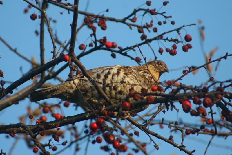 Ruffed Grouse in Tree stock images