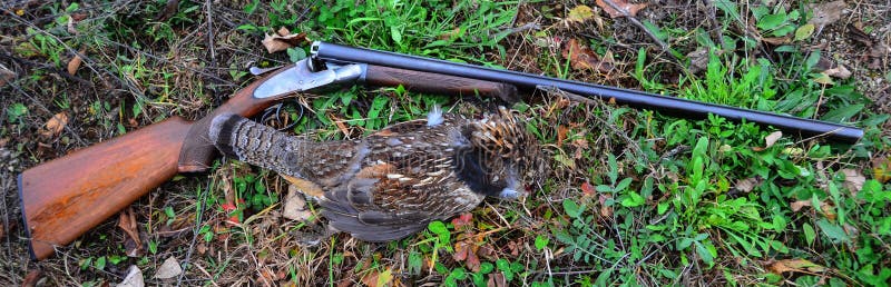 Ruffed grouse and vintage shotgun stock photography