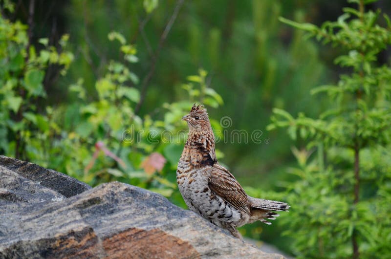 Ruffed Grouse - Stock image royalty free stock photo