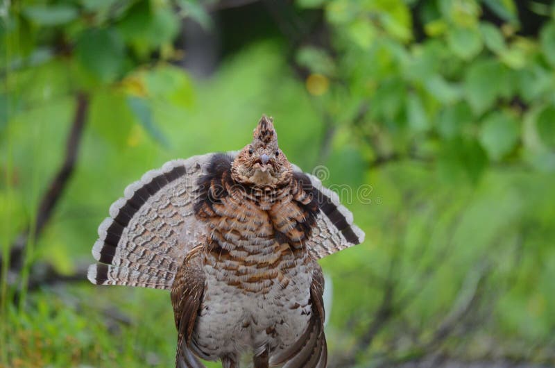 Ruffed Grouse - Stock image royalty free stock photos