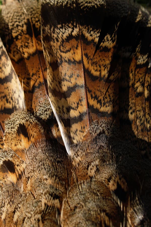 Ruffed Grouse Wing Feather Close Up stock photo