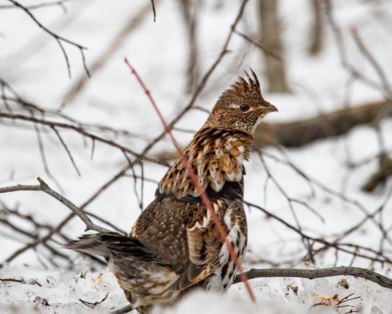 Ruffed grouse in winter stock photos