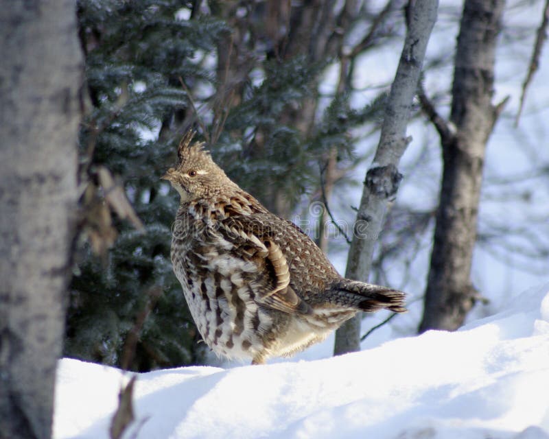 Ruffed Grouse in winter snow stock image