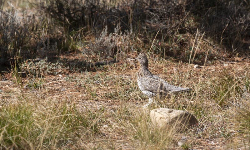 Ruffed Grouse in Wyoming in Autumn stock photo