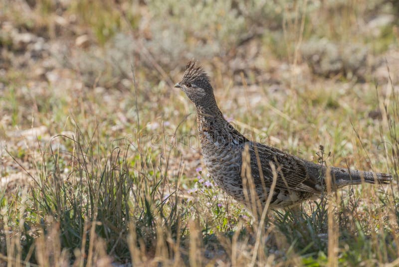 Ruffed Grouse in Autumn in Wyoming stock photos