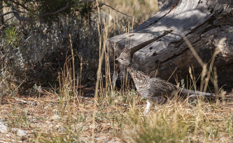 Ruffed Grouse in Wyoming in Autumn royalty free stock image
