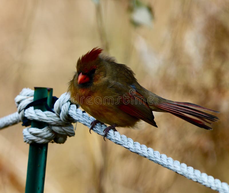 A Ruffled Female Northern Cardinal. This is an early Winter picture of a ruffled female Northern Cardinal perched on a rope fence in the Montrose Point Bird royalty free stock photography A Ruffled Female Northern Cardinal. This is an early Winter picture of a ruffled female Northern Cardinal perched on a rope fence in the Montrose Point Bird royalty free stock photography