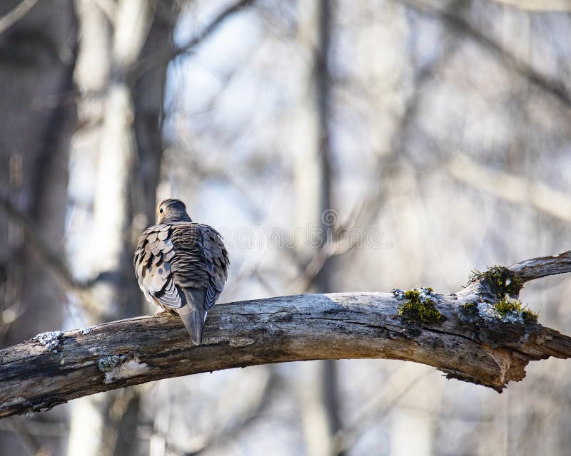 Ruffled Mourning Dove on Tree Limb Stock Image Image of rain, america