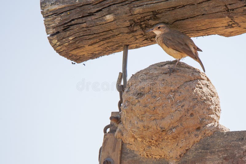 Rufous Hornero &x28;Ovenbird&x29; Standing on Clay/Mud Nest