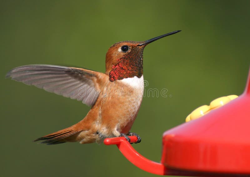 Rufous Hummingbird