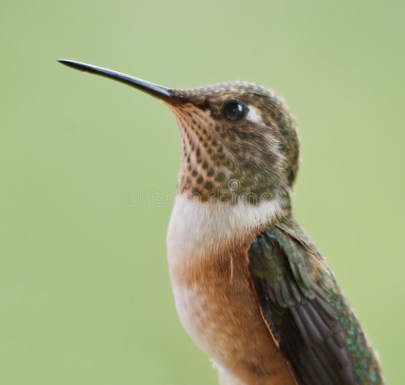 Rufous Hummingbird royalty free stock photo