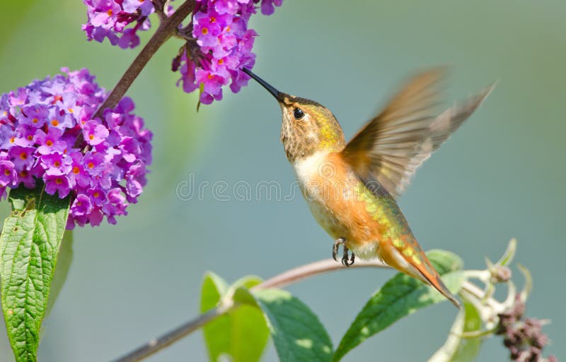 Rufous Hummingbird feeding on Butterfly Bush Flowe