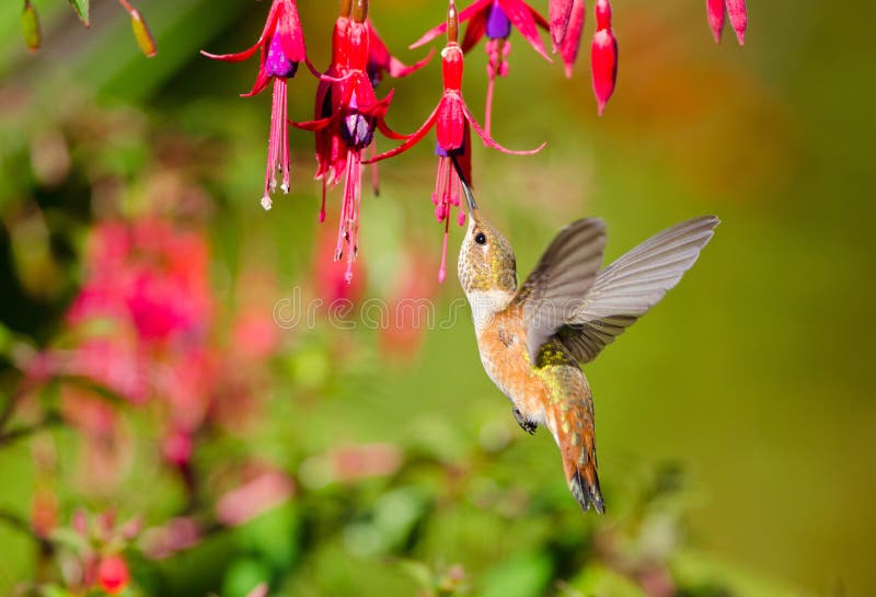 Rufous Hummingbird feeding on Hardy Fuchsia Flower