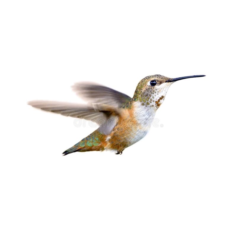 Rufous Hummingbird in flight royalty free stock image