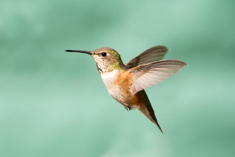 Rufous Hummingbird in Flight, Female royalty free stock images