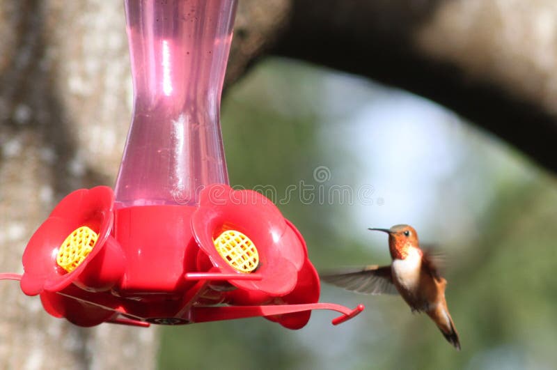 Rufous Hummingbird on Vancouver Island