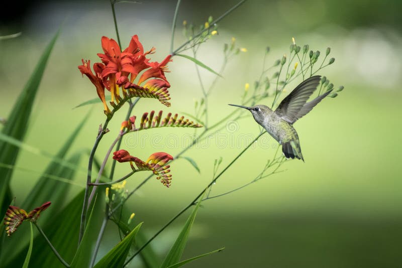 Rufous Kolibri- und Crocosmia-Blumen lizenzfreie stockbilder Rufous Kolibri- und Crocosmia-Blumen lizenzfreie stockbilder