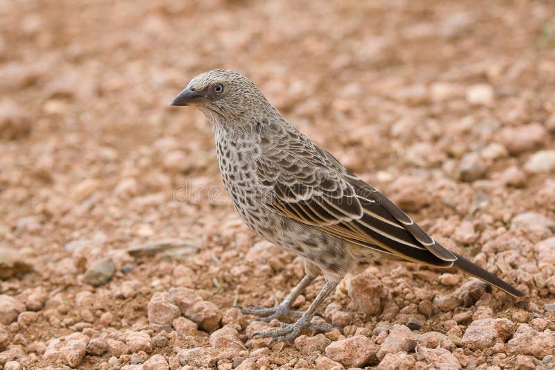 Rufous-tailed Weaver