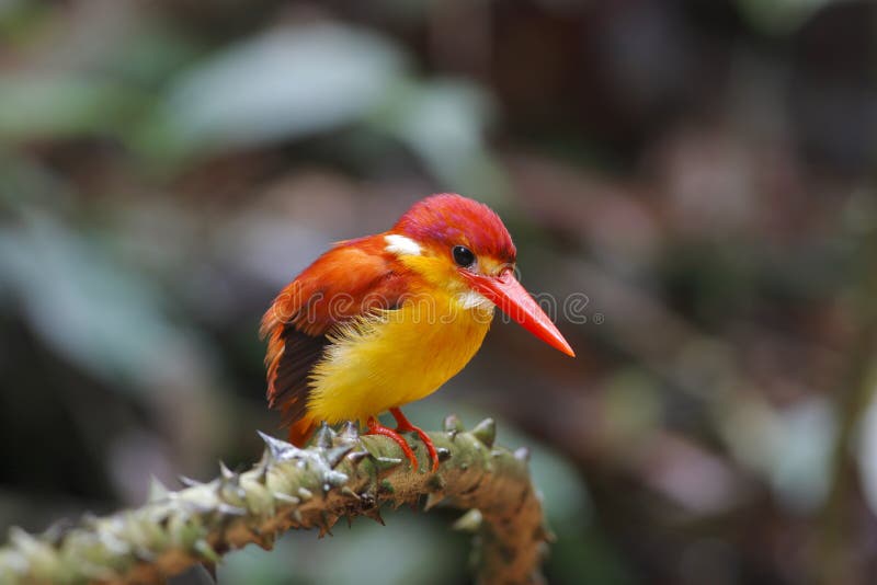 Rufous-unterstütztes Eisvogel Ceyx-rufidorsus lizenzfreie stockbilder Rufous-unterstütztes Eisvogel Ceyx-rufidorsus lizenzfreie stockbilder