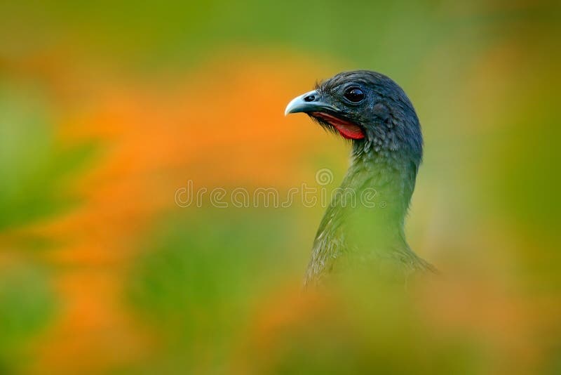 Rufous-vented Chachalaca, Ortalis ruficauda, art view, exotic tropic bird in the forest nature habitat, green and orange flower tr