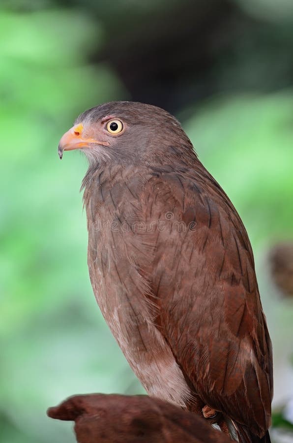 Rufous-winged Buzzard