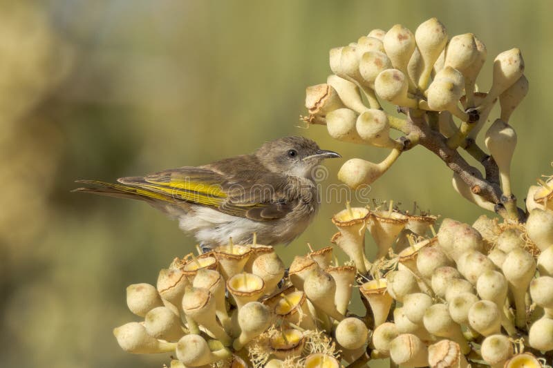 Small and plain honeyeater with rufous strip under chin. Small and plain honeyeater with rufous strip under chin.