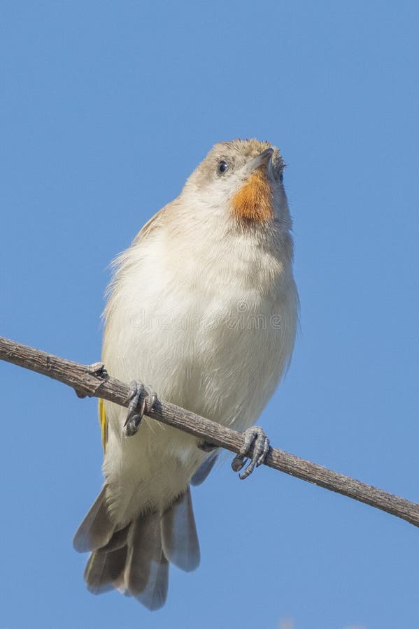 Small and plain honeyeater with rufous strip under chin. Small and plain honeyeater with rufous strip under chin.