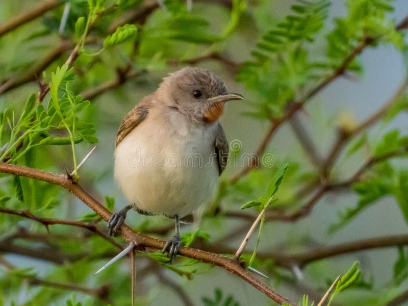 Interesting and rather rare honeyeater with overall drab plumage and red patch under the chin. Interesting and rather rare honeyeater with overall drab plumage and red patch under the chin.