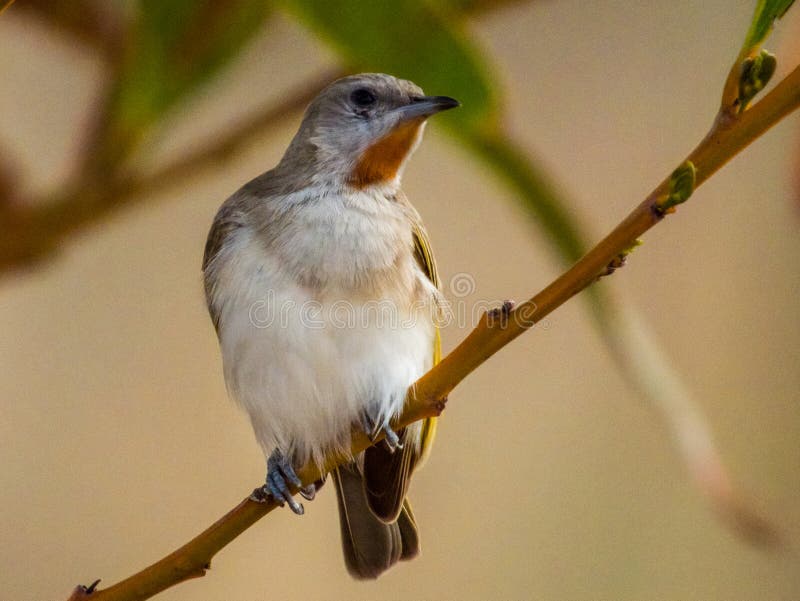 Interesting and rather rare honeyeater with overall drab plumage and red patch under the chin. Interesting and rather rare honeyeater with overall drab plumage and red patch under the chin.