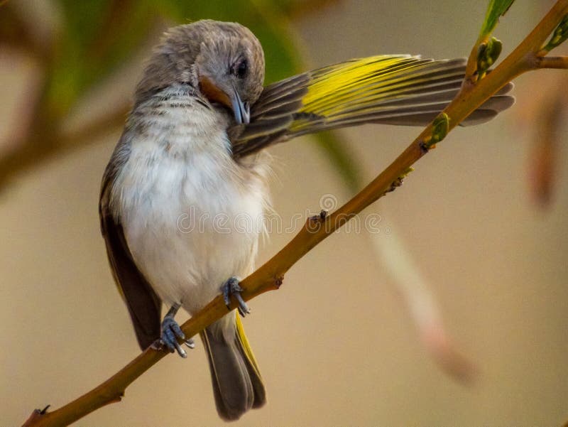 Interesting and rather rare honeyeater with overall drab plumage and red patch under the chin. Interesting and rather rare honeyeater with overall drab plumage and red patch under the chin.