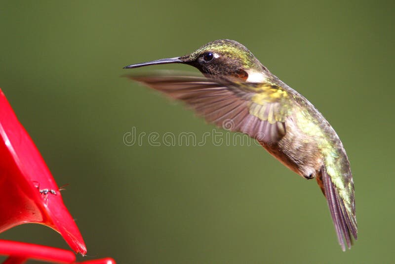 Rufus-Kolibri, der über einer Zufuhr schwebt lizenzfreie stockfotografie