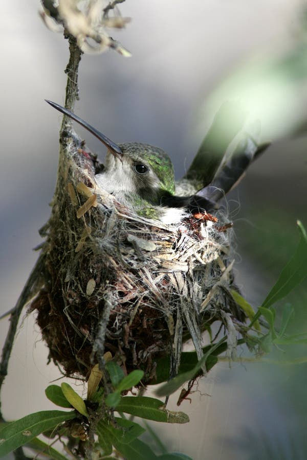 Rufus-Kolibri verstaute herein ein Nest mit Eiern lizenzfreie stockfotografie