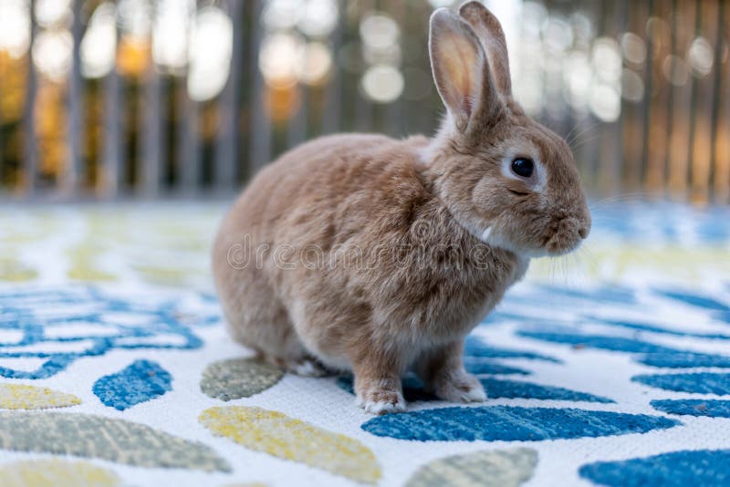 Rufus Rabbit in Fall Setting Surrounded by Mums and Pumpkins at Sunset