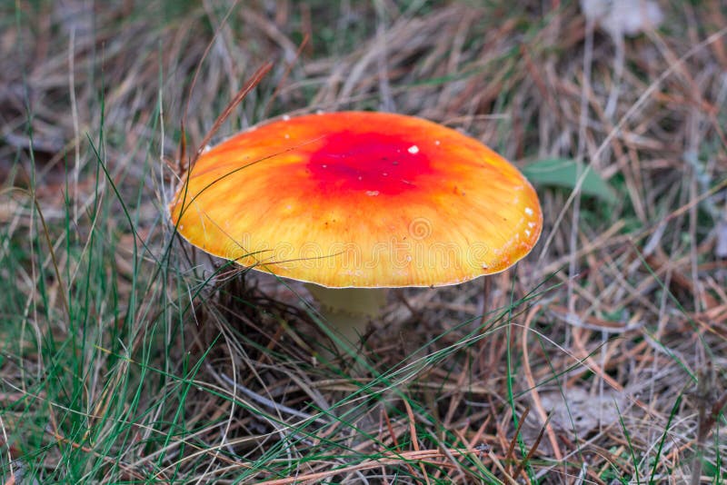 Ruge tóxico mortal do mosca-agaric do vermelho alaranjado do cogumelo do veneno na C.A. imagens de stock royalty free Ruge tóxico mortal do mosca-agaric do vermelho alaranjado do cogumelo do veneno na C.A. imagens de stock royalty free