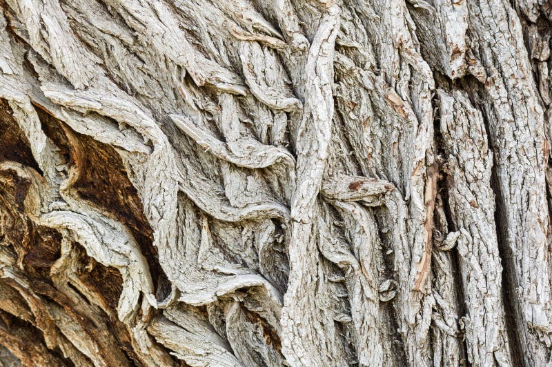Cottonwood bark stock image. Image of trunk, detail, bark 5074721
