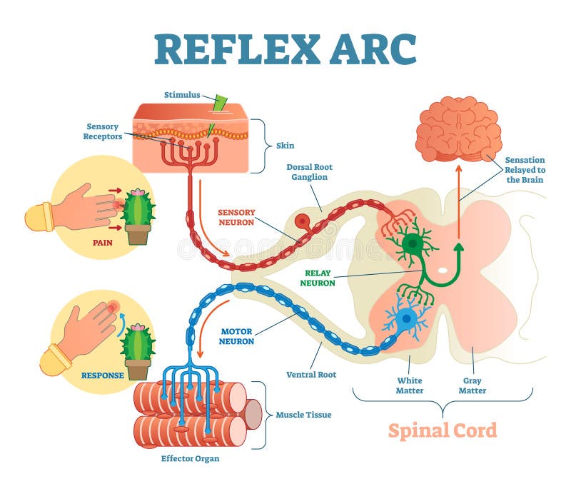 Ruggegraats Reflexboog anatomische regeling, vectorillustratie, met stimulus, sensorisch neuron, motorneuron en spierweefsel stock illustratie Ruggegraats Reflexboog anatomische regeling, vectorillustratie, met stimulus, sensorisch neuron, motorneuron en spierweefsel stock illustratie