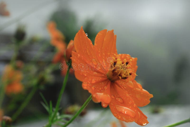 Rugiada di mattina sui bei fiori immagine stock libera da diritti Rugiada di mattina sui bei fiori immagine stock libera da diritti