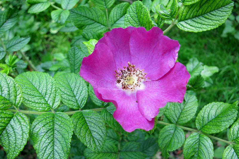 Rugosa розовое или японское подняло (rugosa Розы) стоковые фото Rugosa розовое или японское подняло (rugosa Розы) стоковые фото
