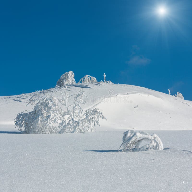 Ruhige sunshiny Berglandschaft des Winters mit schönen bereifenden Bäumen und Schneewehen auf Steigung Karpatenbergen, Ukraine stockfotos Ruhige sunshiny Berglandschaft des Winters mit schönen bereifenden Bäumen und Schneewehen auf Steigung Karpatenbergen, Ukraine stockfotos
